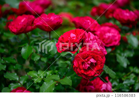 初夏の薔薇（スーリール・ドゥ・モナリザ）_5116-30 116586383