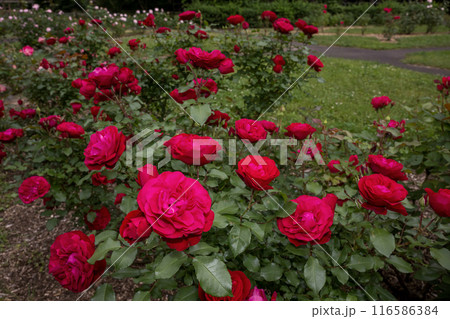 早朝の薔薇(スーリール・ドゥ・モナコ)_4233 早朝の薔薇(スーリール・ドゥ・モナコ)_4233 116586384