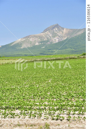 夏の北海道森町で大豆畑の風景を撮影 夏の北海道森町で大豆畑の風景を撮影 116586614