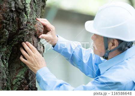 樹木医 作業着の男性 樹木医 作業着の男性 116586648