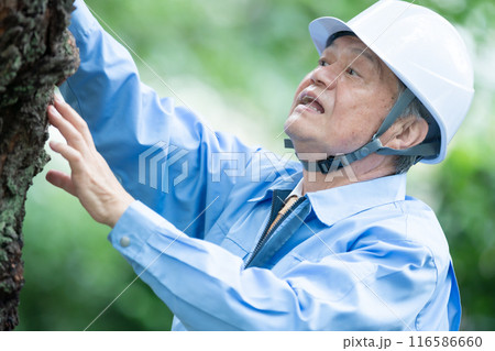 樹木医 作業着の男性 樹木医 作業着の男性 116586660