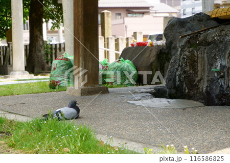神社の境内で休憩する鳩 神社の境内で休憩する鳩 116586825