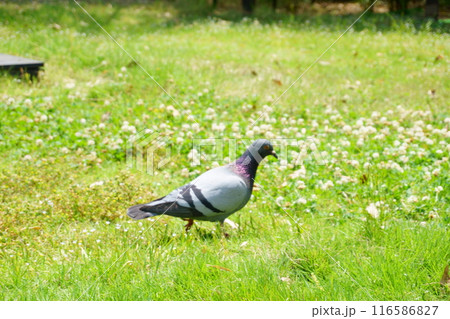 芝生の上を歩く鳩 芝生の上を歩く鳩 116586827