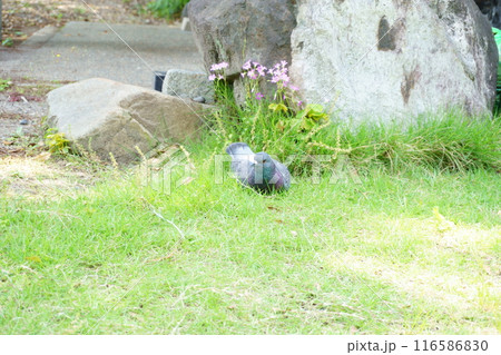 神社の芝生で休憩する鳩 神社の芝生で休憩する鳩 116586830