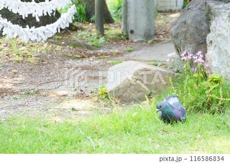 神社の芝生で休憩する鳩 神社の芝生で休憩する鳩 116586834