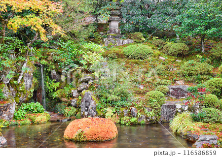 大原　実光院　契心園　美しい秋の紅葉（京都市左京区） 116586859