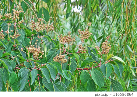 クリーム色のアカメガシワの花(夏、七月) クリーム色のアカメガシワの花(夏、七月) 116586864