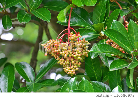 色付きだしたサンゴジュの実（夏、七月） 116586978