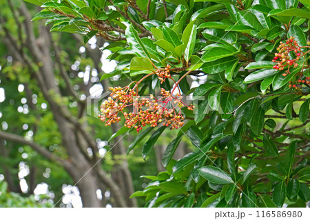 色付きだしたサンゴジュの実（夏、七月） 116586980