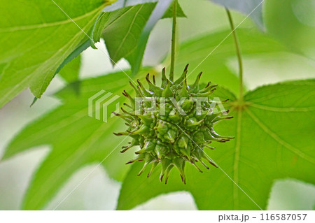 緑色のモミジバフウの実(夏、七月) 緑色のモミジバフウの実(夏、七月) 116587057