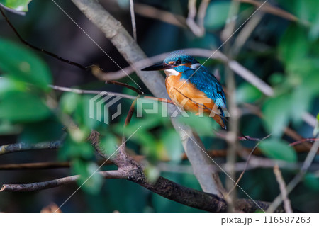 可愛いカワセミ（カワセミ科）。  日本国東京都文京区、小石川植物園にて。 116587263