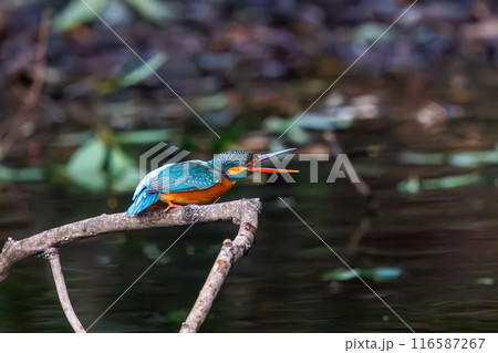 可愛いカワセミ（カワセミ科）。  日本国東京都文京区、小石川植物園にて。 116587267