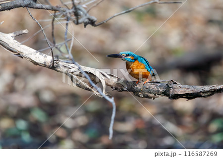 可愛いカワセミ(カワセミ科)。  日本国東京都文京区、小石川植物園にて。 可愛いカワセミ(カワセミ科)。  日本国東京都文京区、小石川植物園にて。 116587269