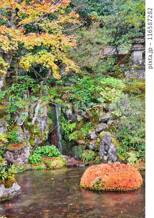 大原　実光院　契心園　美しい秋の紅葉（京都市左京区） 116587282