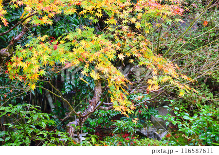 大原 実光院 契心園 美しい秋の紅葉(京都市左京区) 大原 実光院 契心園 美しい秋の紅葉(京都市左京区) 116587611