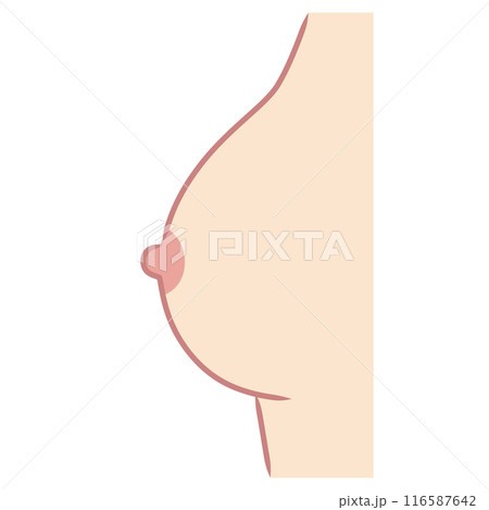 横から見た乳房　乳首　バスト 116587642