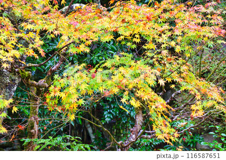 大原　実光院　契心園　美しい秋の紅葉（京都市左京区） 116587651