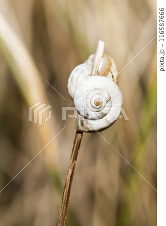 Small snail on the grass, taken in its natural habitat 116587666