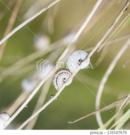 Small snail on the grass, taken in its natural habitat Small snail on the grass, taken in its natural habitat 116587670