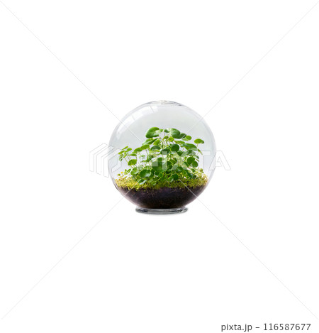 Friendship Plant trailing plant with small green and bronze leaves in a hanging glass globe Friendship Plant trailing plant with small green and bronze leaves in a hanging glass globe 116587677