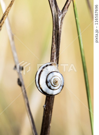 Small snail on the grass, taken in its natural habitat Small snail on the grass, taken in its natural habitat 116587696