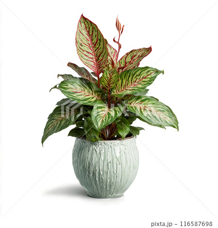 Maranta Prayer Plant green and red patterned leaves folding upward from a floating ceramic pot Maranta Prayer Plant green and red patterned leaves folding upward from a floating ceramic pot 116587698