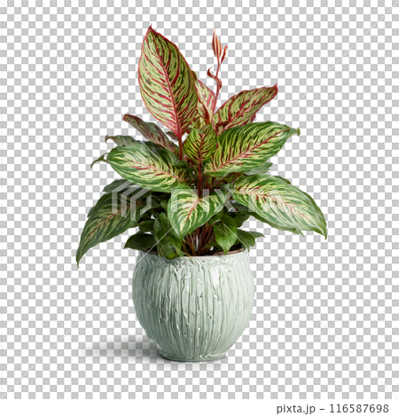Maranta Prayer Plant green and red patterned leaves folding upward from a floating ceramic pot Maranta Prayer Plant green and red patterned leaves folding upward from a floating ceramic pot 116587698