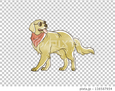 サングラスをかけたゴールデンレトリバー サングラスをかけたゴールデンレトリバー 116587934