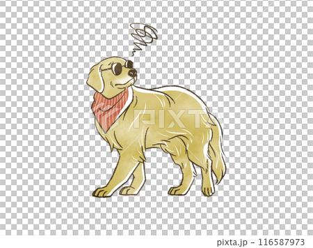 Golden retriever wearing sunglasses looking confused Golden retriever wearing sunglasses looking confused 116587973