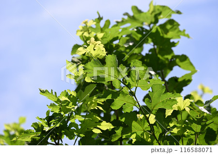 クワ(桑)の葉と夏 クワ(桑)の葉と夏 116588071