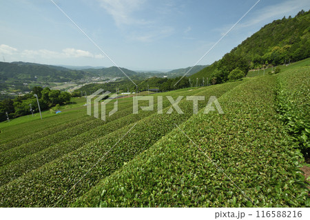 原山円形茶畑 【京都府和束町】 原山円形茶畑 【京都府和束町】 116588216