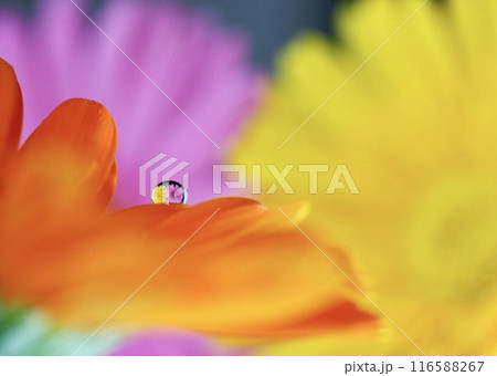 水滴の中の花 116588267