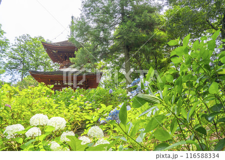 久米寺 紫陽花と多宝塔 久米寺 紫陽花と多宝塔 116588334