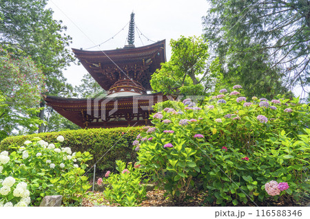 久米寺 紫陽花と多宝塔 久米寺 紫陽花と多宝塔 116588346