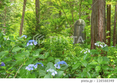久米寺　あじさい園 116588349