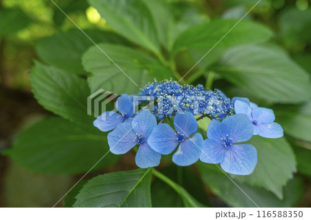 久米寺　あじさい園 116588350