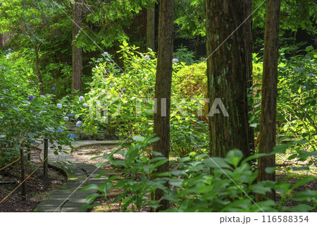 久米寺　あじさい園 116588354