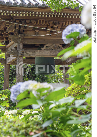 久米寺　あじさい園　鐘楼 116588364