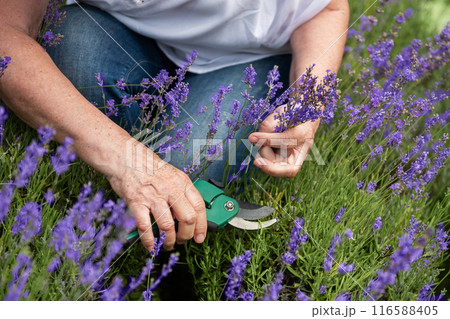Women's hands cut lavender Women's hands cut lavender 116588405