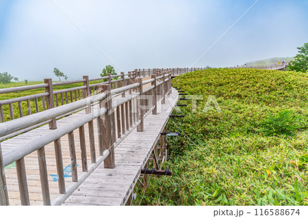 【北海道知床半島】夏の知床五湖巡り　霧中の高架木道 116588674