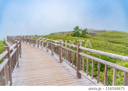 【北海道知床半島】夏の知床五湖巡り 霧中の高架木道 【北海道知床半島】夏の知床五湖巡り 霧中の高架木道 116588675