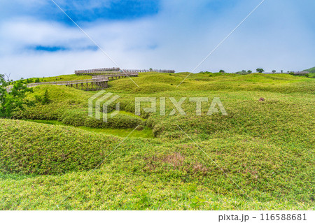 【北海道知床半島】夏の知床五湖巡り　霧中の高架木道 116588681