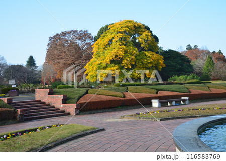 茨城県植物園　2023-11-28　＃9 116588769