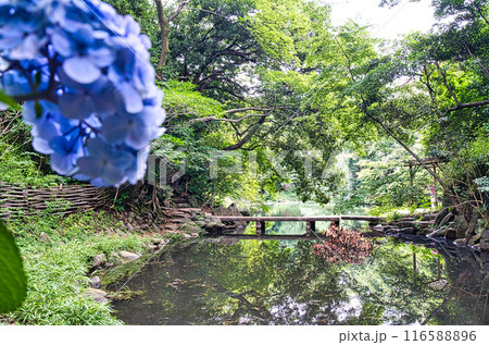 東京大学の池 116588896