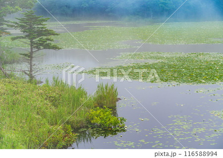 【北海道知床半島】夏の知床五湖巡り 白花スイレン咲く一湖 【北海道知床半島】夏の知床五湖巡り 白花スイレン咲く一湖 116588994