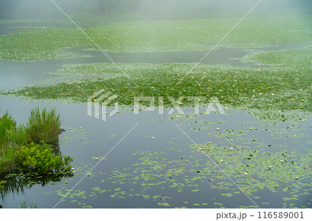 【北海道知床半島】夏の知床五湖巡り　白花スイレン咲く一湖 116589001