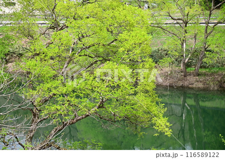 焼地台公園から見る和賀川と新緑 116589122