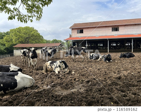 淡路島牧場 116589162