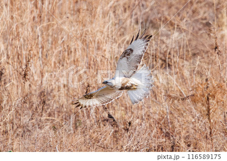 葦原から飛び出す美しいケアシノスリ（タカ科）。  日本国群馬県、利根川河川敷にて。 116589175