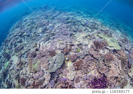 サンゴ礁の海 116589177